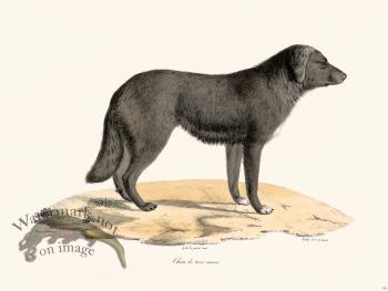 Cuvier 158 New Dog